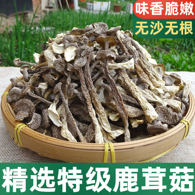 【净重无干燥剂】鹿茸菌新货鹿茸菇无