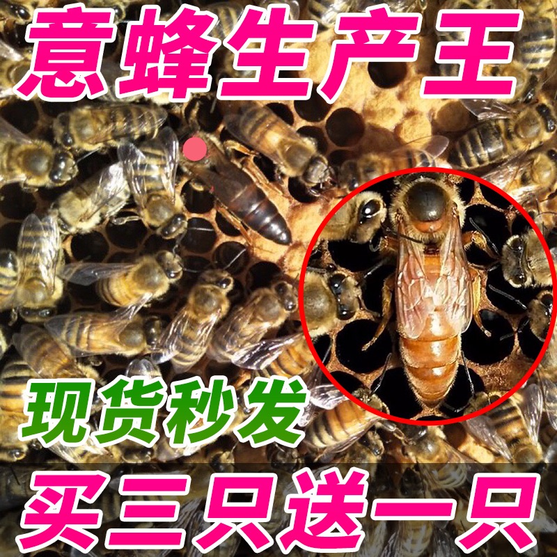 意蜂新蜂王 生产蜂王 蜜王 产卵王 种王新蜂王 意蜂蜜蜂 活体包邮