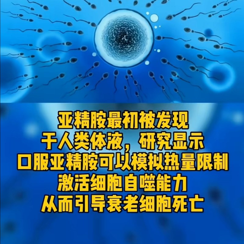 亚精胺