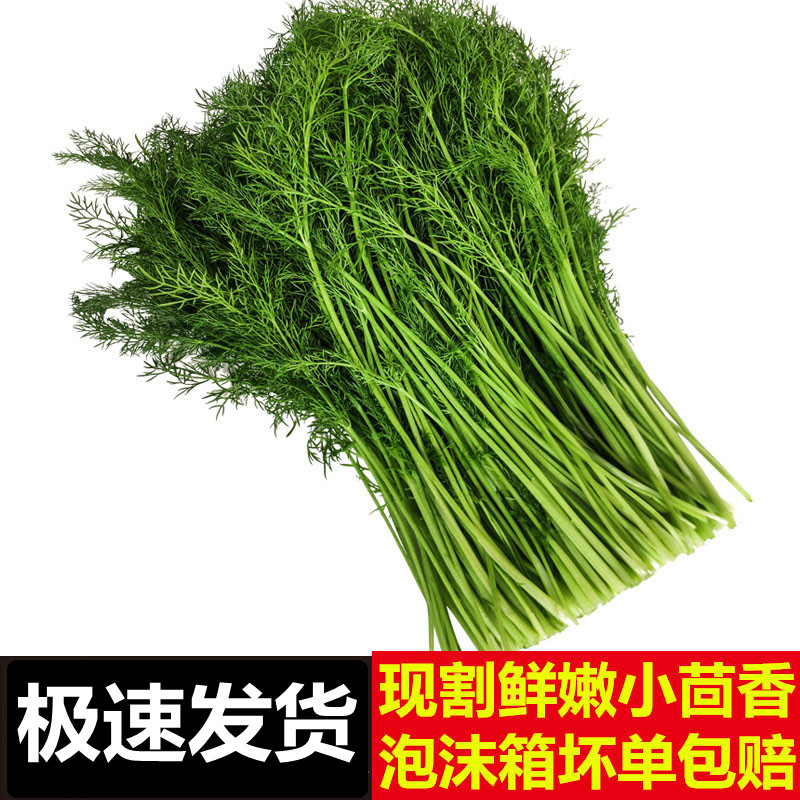 现割茴香菜新鲜4斤山东小茴香苗鲜嫩回香水嫩绿色蔬菜荤香不带根