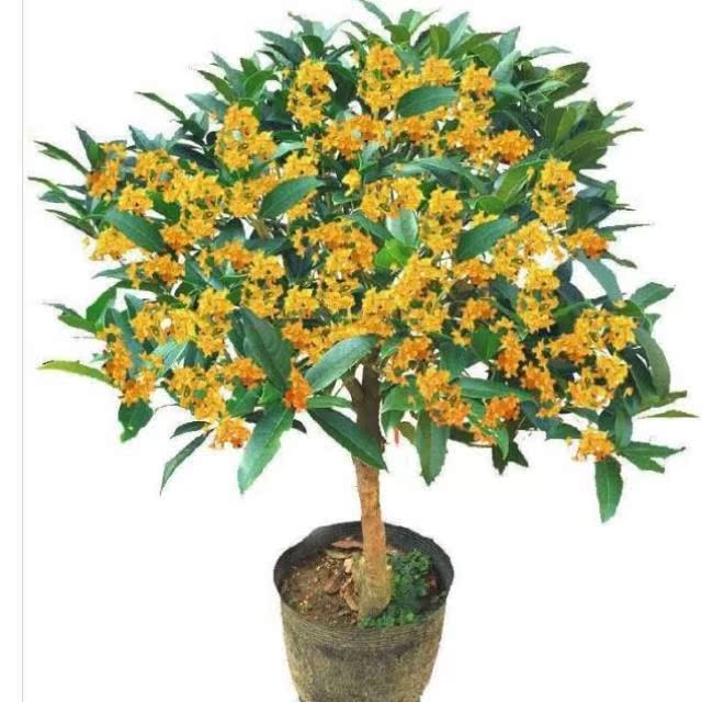 金桂花树大额优惠券