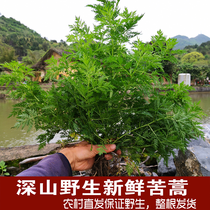 特价青蒿_野生新鲜苦蒿500g包邮清热下火泡茶泡澡嫩青蒿臭蒿黄蒿全草