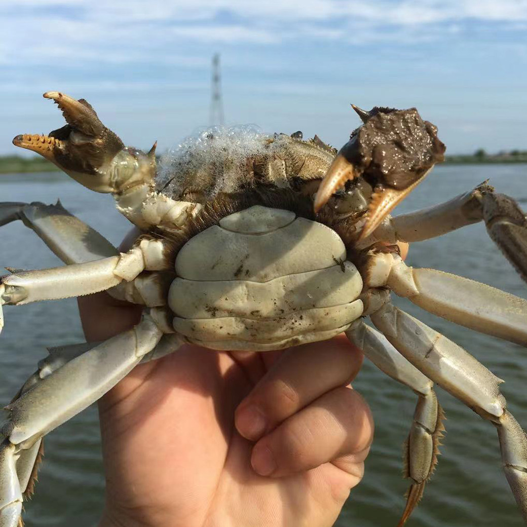 5两全母蟹大闸蟹鲜活海鲜螃蟹鲜活大蟹母蟹共6只