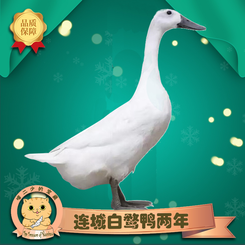 连城白鹜鸭老鸭子整只农家散养土鸭老鸭汤现杀新鲜生鸭2年1000g