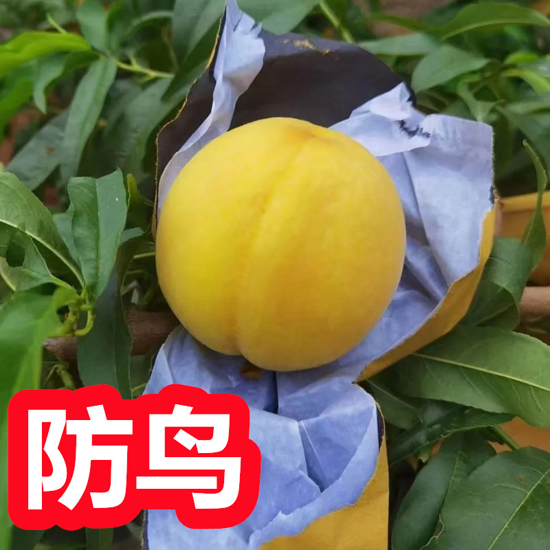 桃子套袋专用袋 桃子专用套袋 黄桃套袋 套桃子的袋子 包桃子纸袋