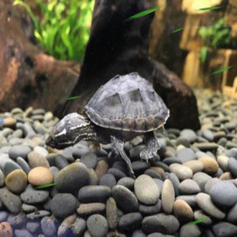 Musk Hatchlings Musk living thing Sham Mini Musk Helmet Red facein the Pet/Pet food and supplies , Aqua World , Turtle/Turtle category - from Buy2taobao.com to provide professional Taobao agent buy service