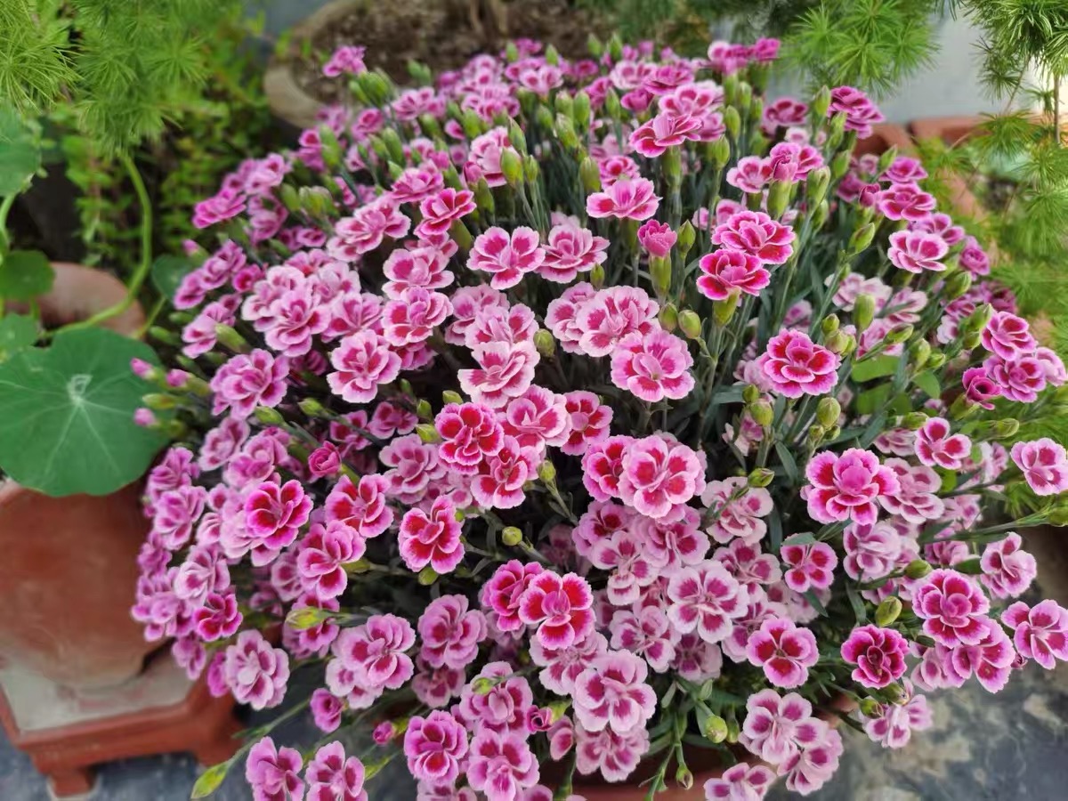 欧石竹初吻盆栽蜜桃派耐寒地被绿植庭院草坪四季开花卉花期长包邮