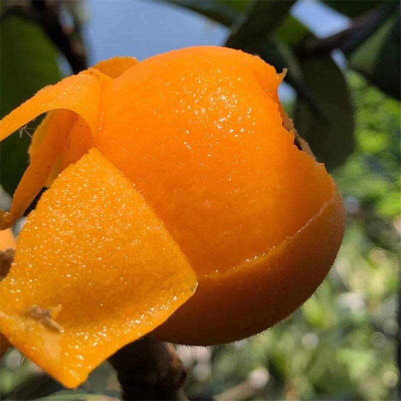 特大果攀枝花米易枇杷新鲜五星甜琵琶孕妇水果当季5斤包邮