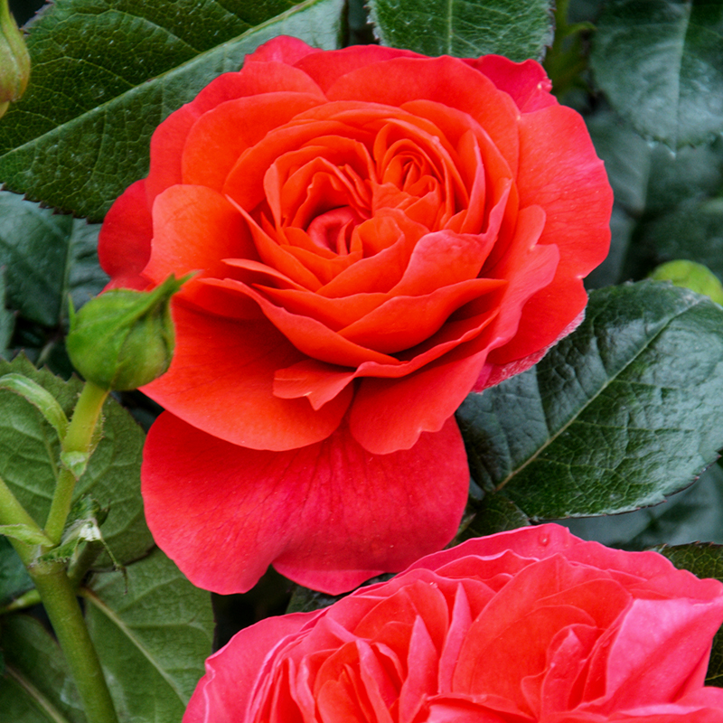 月季花苗 盆栽大额优惠券