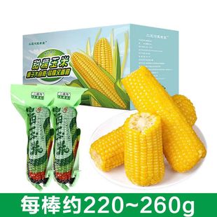 东北黄黏糯玉米棒8支 新鲜黄玉米棒粘黏低脂真空包装220g甜玉米粒