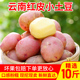 云南高山土豆农家现挖红皮黄心小土豆新鲜10斤包邮马铃薯洋芋蔬菜