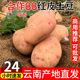 云南高原农家自种新鲜红皮黄心土豆合作88号大洋芋批发优质马铃薯