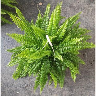 波士顿蕨盆栽垂吊驱蚊绿植物办公室内好养四季常青净化空气除甲醛