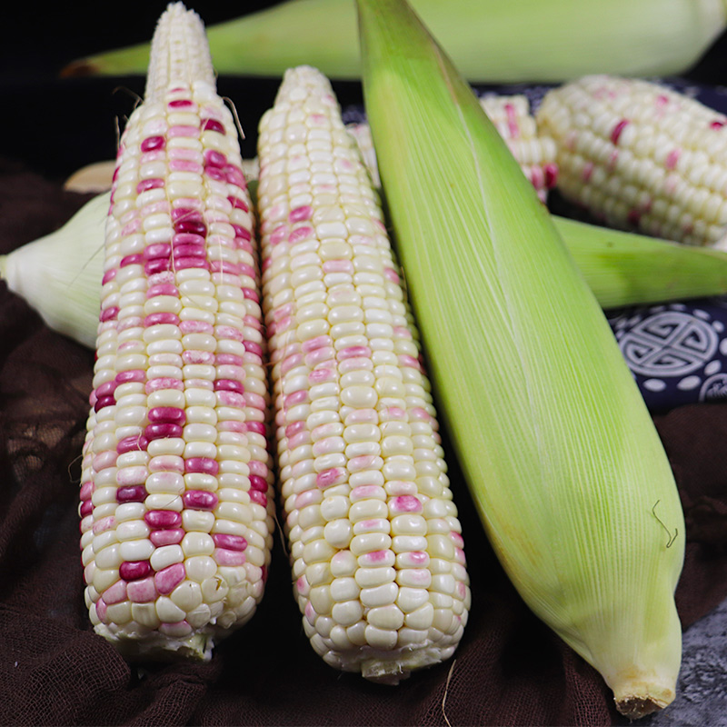 广西花糯玉米玉米棒包谷新鲜10现摘农家牛奶水果甜玉米净重9斤