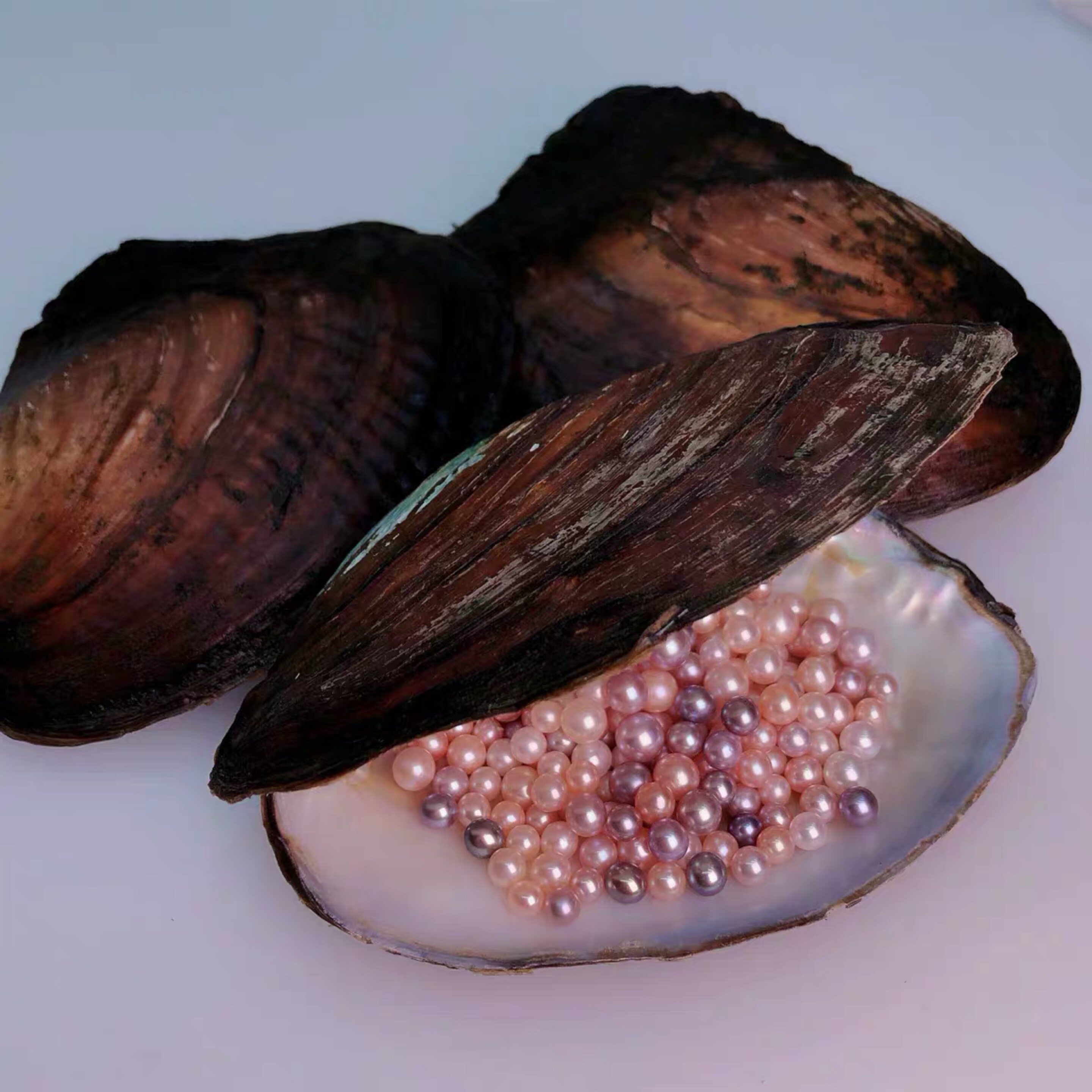 直播开蚌取珍珠 一蚌多珠 新款星月ak蚌 淡水珍珠