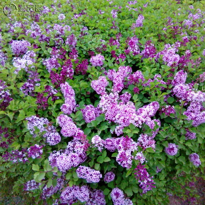 搜索"丁香花树苗"的优惠券结果页-淘宝优惠券查询系统