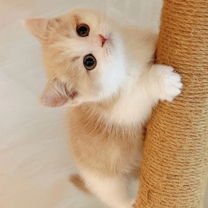 纯白英短猫乳白色橘白小猫咪家养宠物矮脚猫拿破仑小橘猫家养宠物