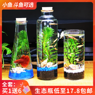 小型雨林生态瓶微型微观生态造景科学材料水草鱼缸微景观造景摆件