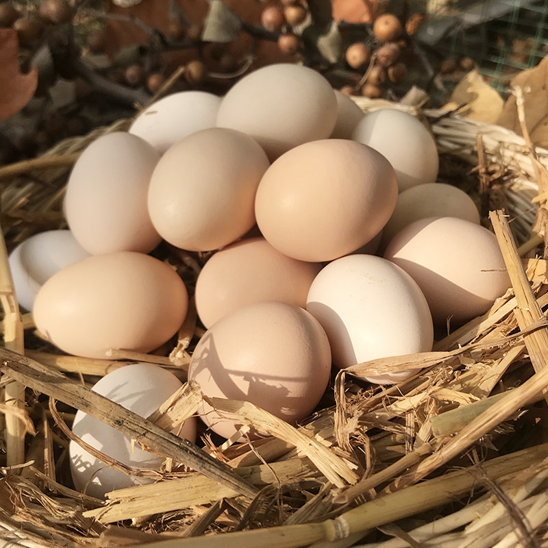 40枚土乡源 新鲜土鸡蛋农家散养五谷物蛋柴鸡蛋初生蛋天然草鸡蛋