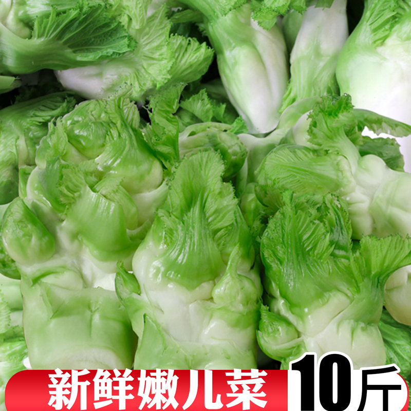 四川儿菜新鲜5斤娃娃菜农家自种蔬菜母子菜10耳菜抱咸菜原料包邮