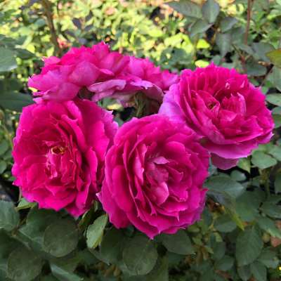【天方夜谭】月季花苗藤本绿植玫瑰室内花卉盆栽四季开花观花植物