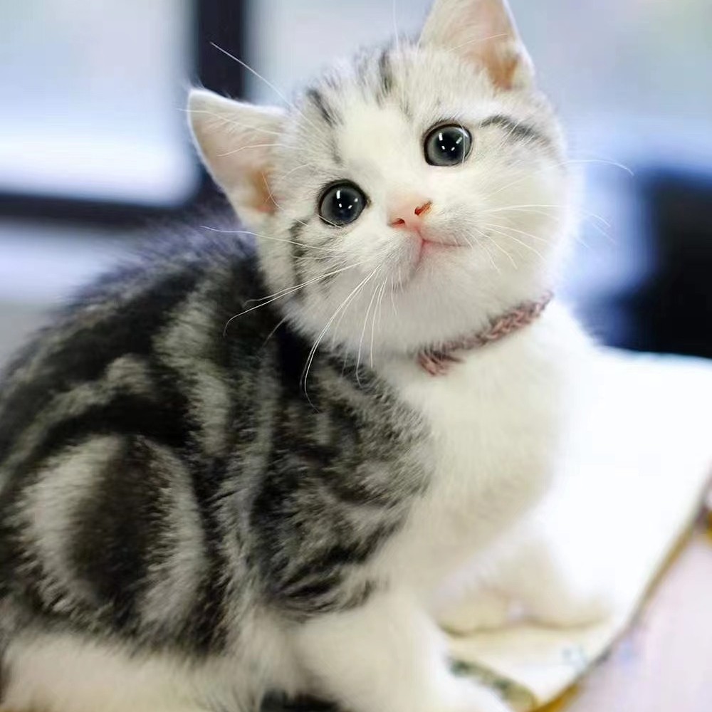 美短加白起司猫纯种小猫猫舍活体幼猫血统宠物幼崽布偶金渐层英短