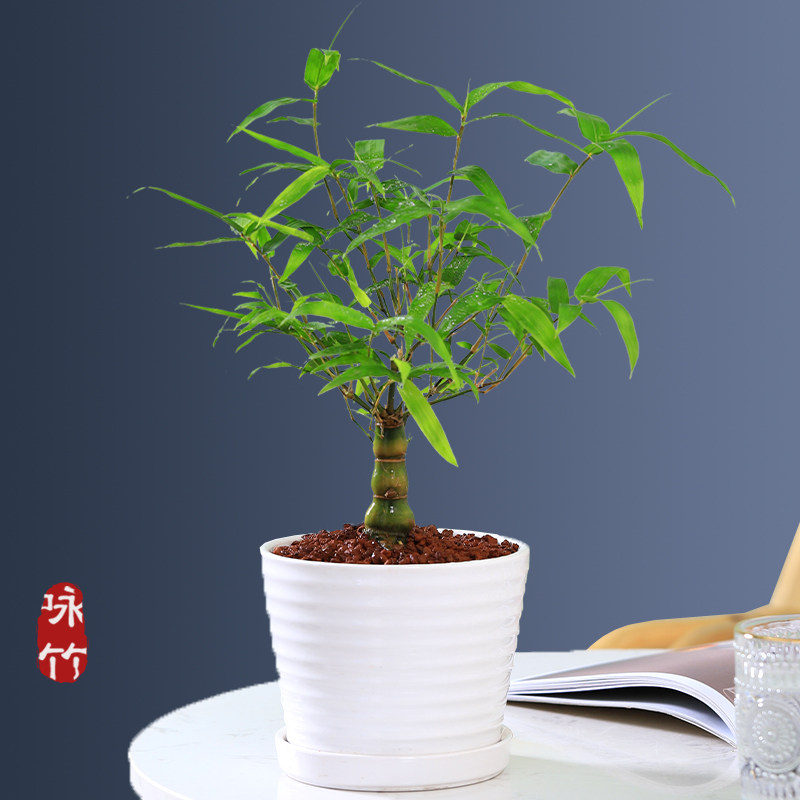 吉祥如意罗汉竹盆栽佛肚竹矮化居家绿植室内常绿竹子花卉耐阴好养