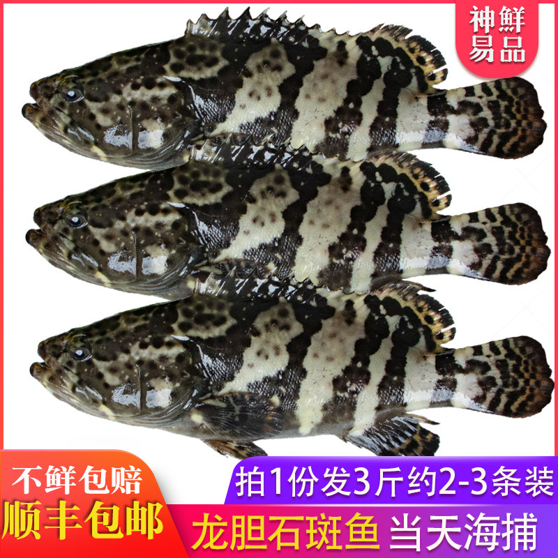 福建龙胆鱼3斤共2-3只装石斑鱼
