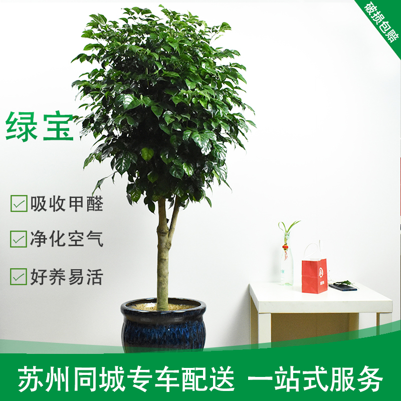 绿宝盆栽幸福树绿植室内净化空气客厅大型植物办公室苏州同城配送