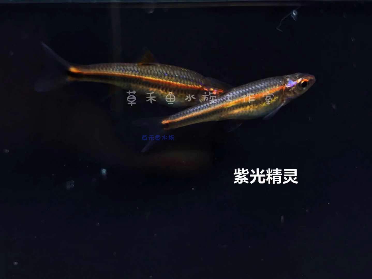 紫光精灵鱼