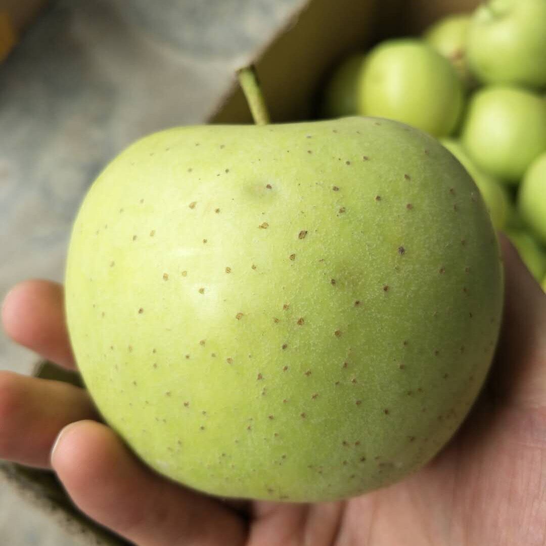 朴红新鲜青苹果 新鲜绿王林青苹果  当季水果时令甜脆现摘现发5斤
