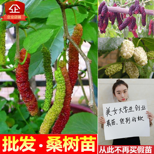 桑树桑葚树苗长果桑无籽大十四季大叶食用南方北方种植养蚕盆地栽