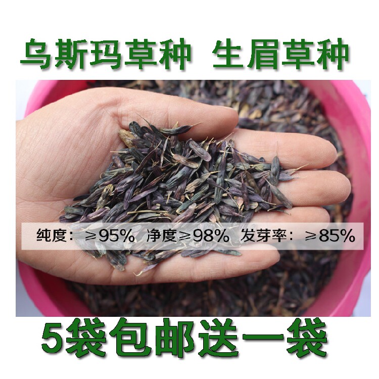 新疆乌斯玛草种子乌斯曼生眉草籽奥斯曼草种子浓眉乌发增长睫毛