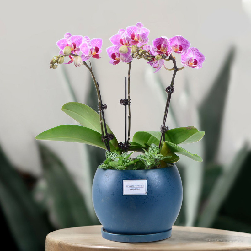 蝴蝶兰盆栽鲜花带花苞观花植物客厅室内阳台四季兰花苗年宵花卉优惠券