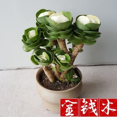 金钱木老桩新款带锦多肉金钱树超大植物盆栽办公室防辐射绿植花卉