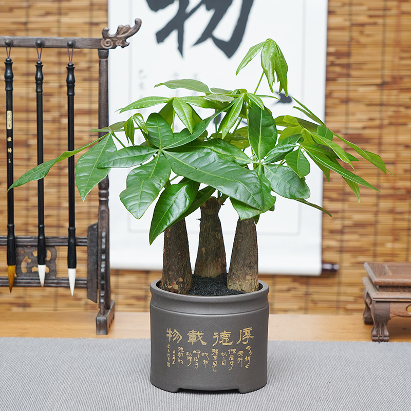 紫砂盆发财树盆景三株发财树盆栽办公室内桌面招财树财源广进植物
