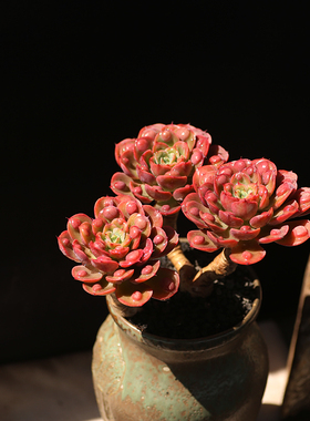 西童雨滴老桩多肉植物多头整桩可爱状态精美新手易养阳台办公桌