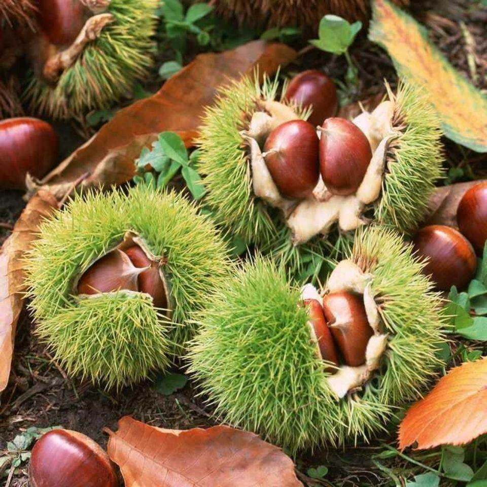 5折)【大果】2021现摘丹东新鲜板栗油栗子生板栗农