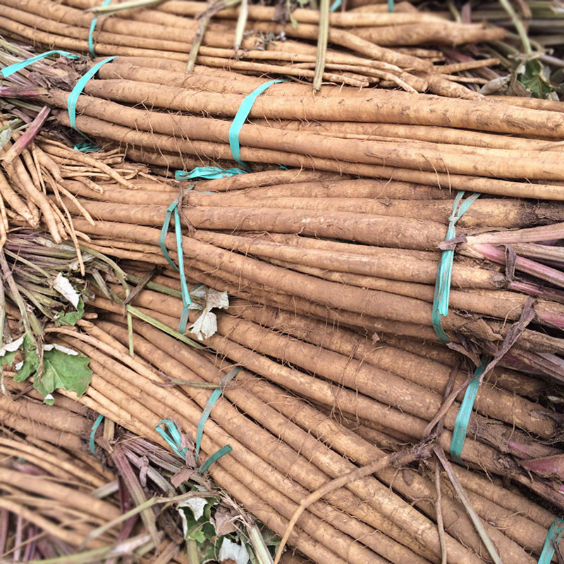 牛蒡根新鲜牛旁根野生特级牛螃根牛傍根茶5斤中药材金杍园