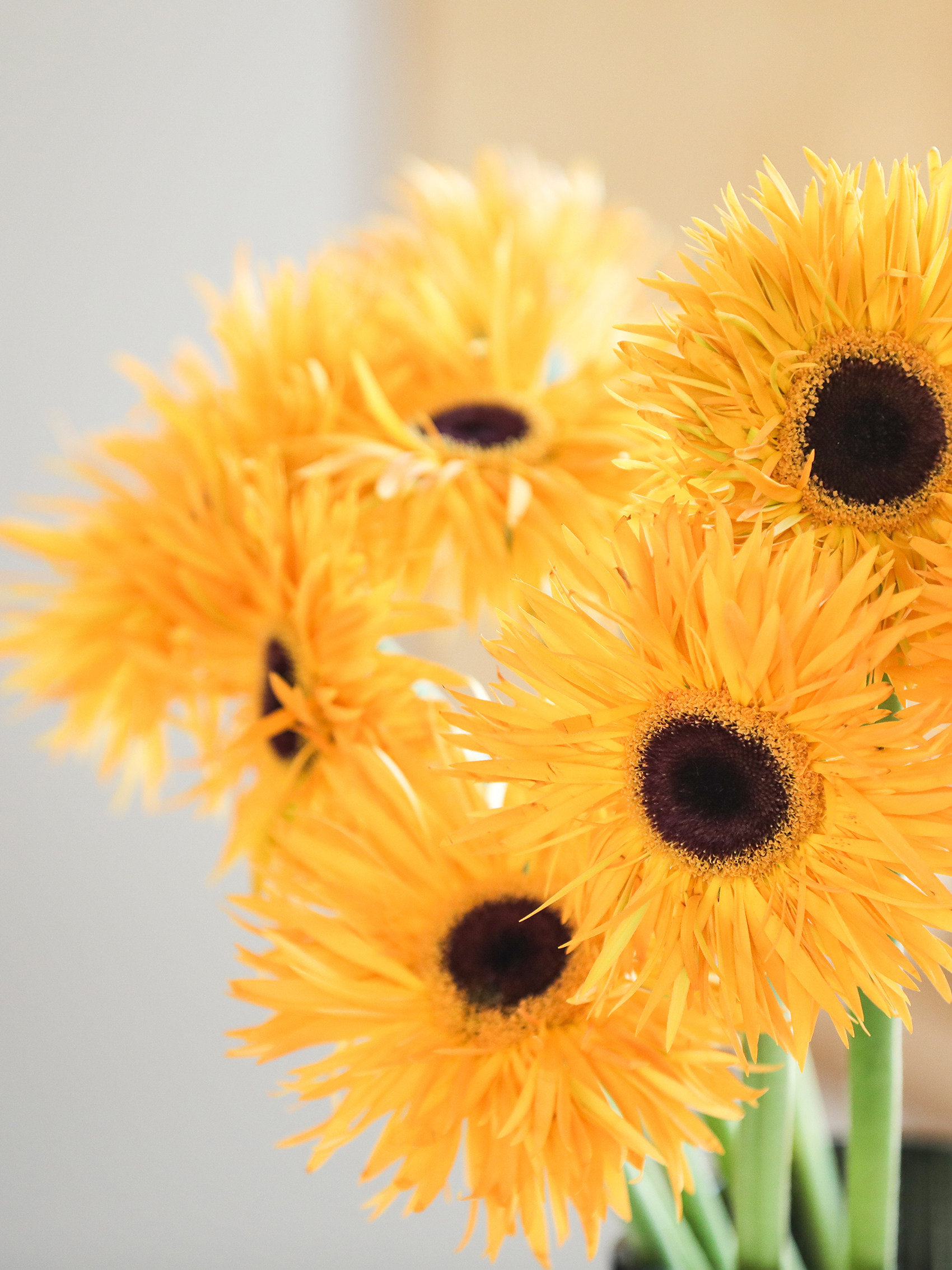 乐作flora|拉丝非洲菊 扶朗花居家鲜花 云南直发 多颜色可选空运