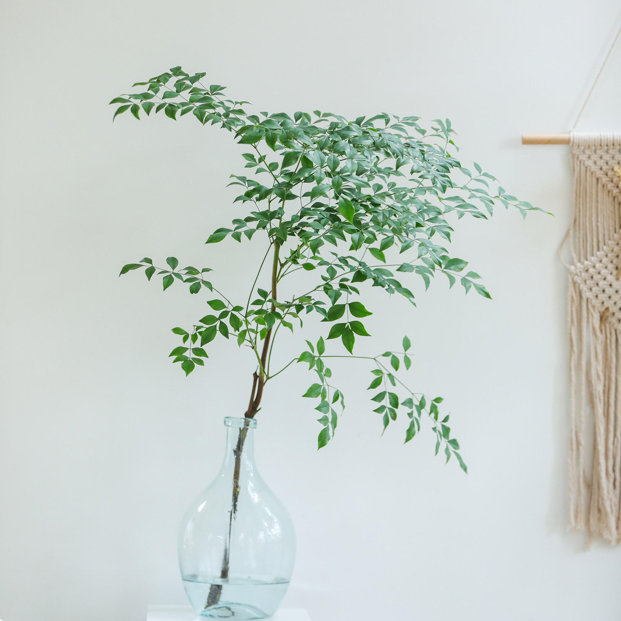 乐作|绿天竺叶南天竹鲜花云南直发新鲜尤加利叶绿植任2件空运包邮