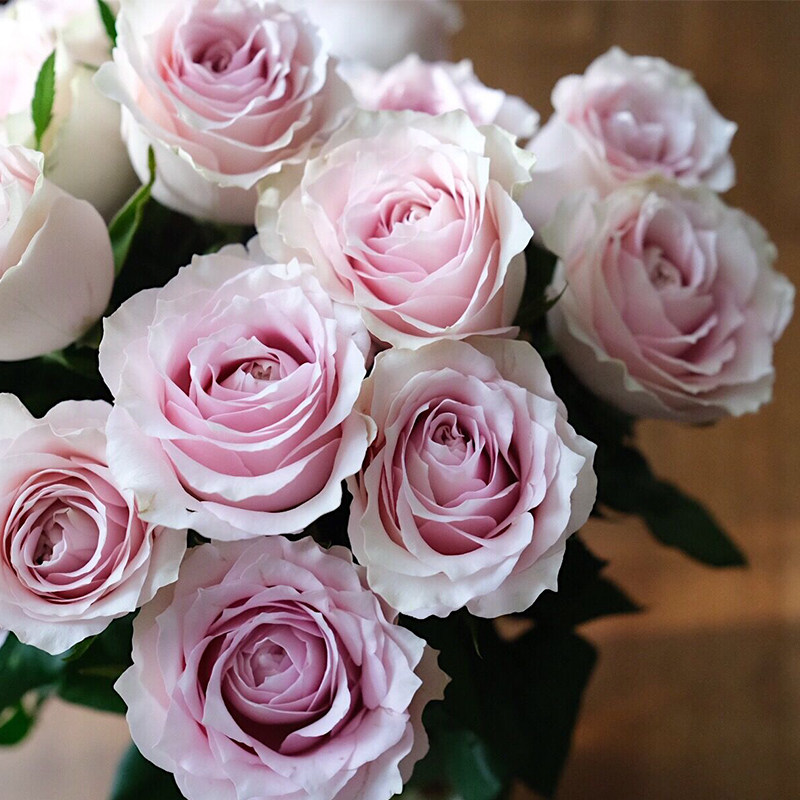 乐作flora |粉钻稀有品种玫瑰