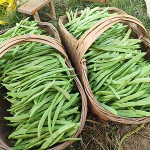 湖北农家露天青扁豆刀豆四季豆芸豆豆角新鲜应季蔬菜5斤包邮豌豆