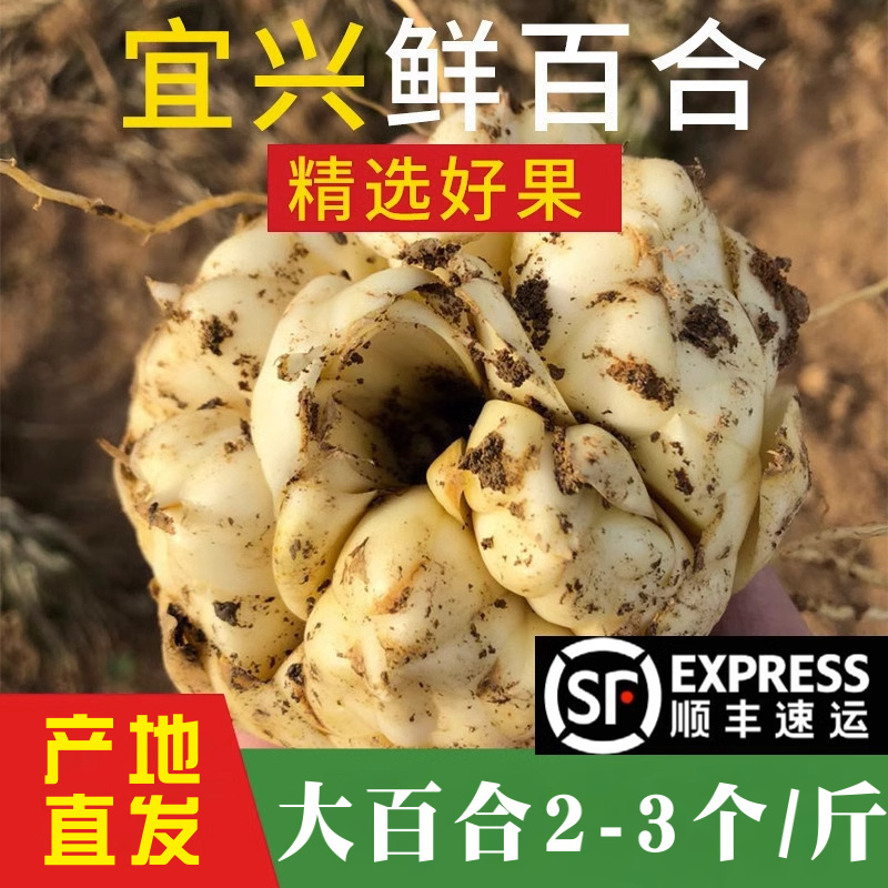 2023宜兴新鲜百合5斤2500g包邮特产级苦味纯农家食用大白合3斤2斤