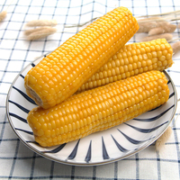 东北头茬新糯玉米香糯微甜粘黏黄玉米棒即食新鲜代餐真空8穗