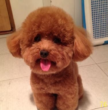 狗泰迪