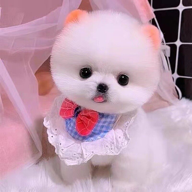 无偿领养纯种博美幼犬活体茶杯小型长不大可爱家养袖珍动物宠物狗