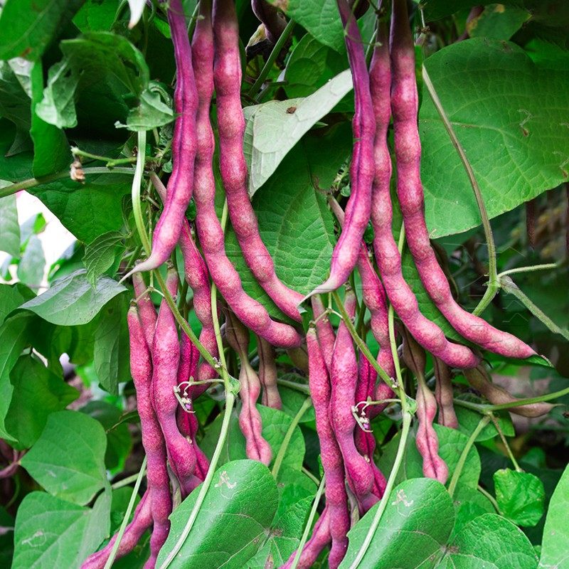 九粒红架豆种子紫芸豆种籽紫红色豆角四季豆无筋架豆四季蔬菜种孑