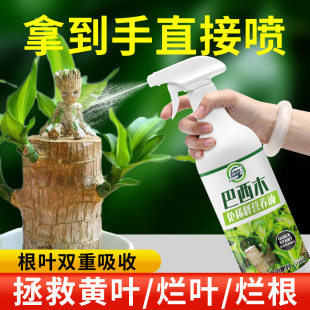 免稀释巴西木专用营养液家用花卉盆栽植物液体肥室内花肥料幸运木