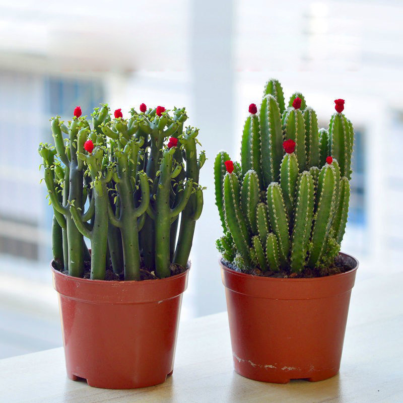 仙人掌类植物